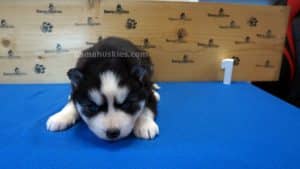 Black and white male husky puppy