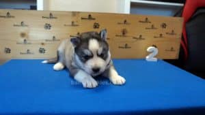 Grey husky  male puppy for sale