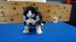 Black and white male husky puppy
