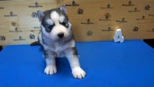 Grey husky  male puppy for sale