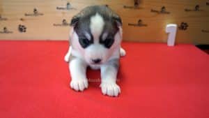 Grey and white female husky puppy