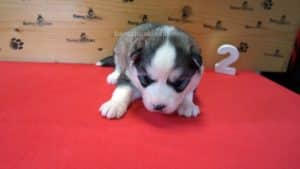 Grey and white female husky puppy