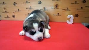 black and white female husky puppy