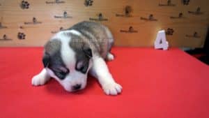 Grey and white female husky puppy