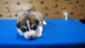 Siberian husky puppy for sale