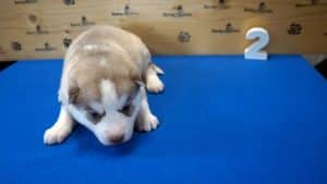 red husky puppy for sale