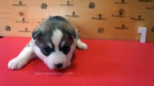 Grey and white female husky puppy