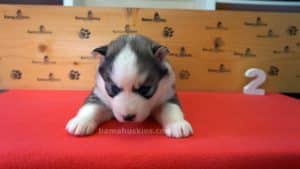 Grey and white female husky puppy