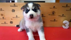 Grey and white female husky puppy