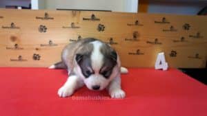 Grey and white female husky puppy