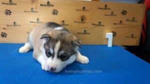 Grey husky male puppy for sale