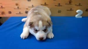red husky puppy for sale