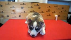 Grey and white female husky puppy