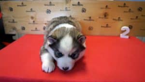 Grey and white female husky puppy