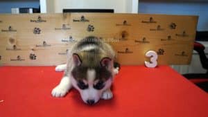 Grey and white female husky puppy