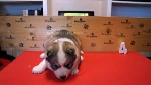 Grey and white female husky puppy