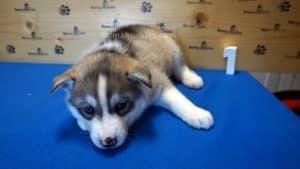 Grey husky male puppy for sale