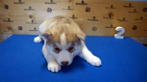 red husky puppy for sale