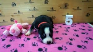 black and white female husky puppy