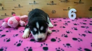 black and white female husky puppy
