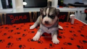 grey and white female husky puppy for sale