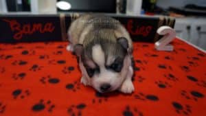 grey and white female husky puppy for sale