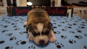 husky puppy wolf grey coloring