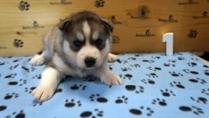 grey and white husky puppy