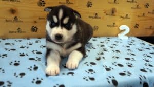 black and white husky puppy