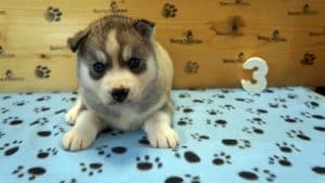 grey and white husky puppy