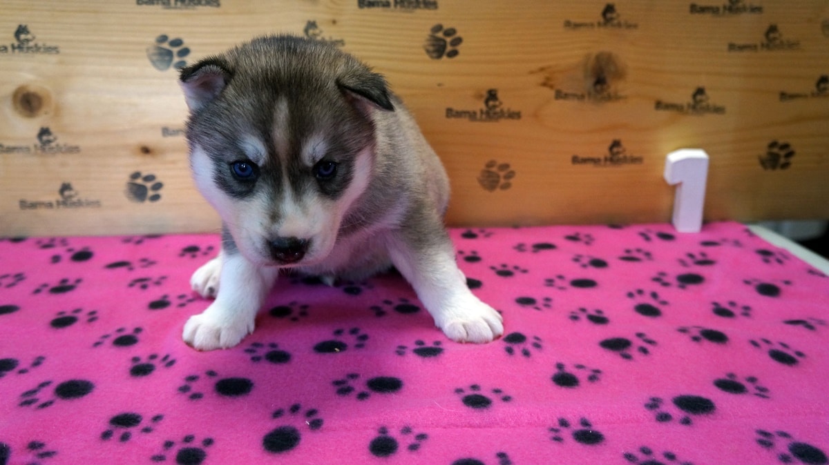 Bella Husky Puppies 4 Weeks Old Siberian Husky Puppies For Sale