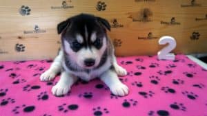 black and white husky puppy