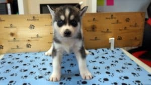 Black and white husky puppy for sale