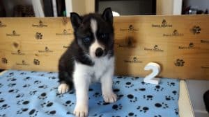 Black and white husky puppy for sale
