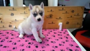 Silver and white husky puppy for sale