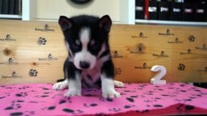 Black and white husky puppy for sale