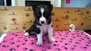 Black and white husky puppy for sale