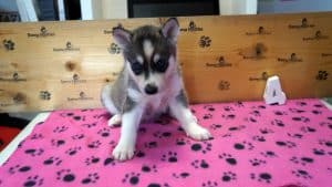grey and white husky pupopy for sale