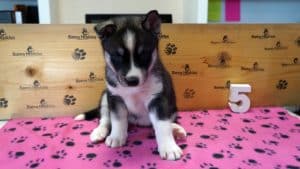 Black and white husky puppy for sale