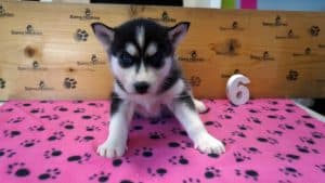 Black and white husky puppy for sale