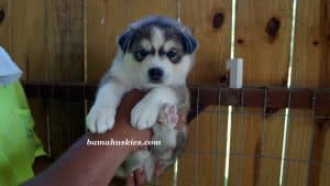 grey and white husky puppy for sale