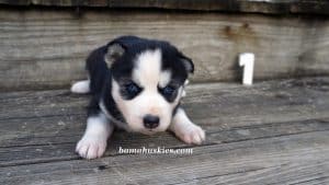 Black and white Siberian husky puppies for sale