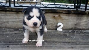 Black and white Siberian husky puppies for sale
