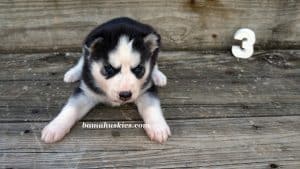 Black and white Siberian husky puppies for sale