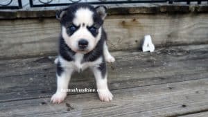 Black and white Siberian husky puppies for sale