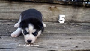Black and white Siberian husky puppies for sale