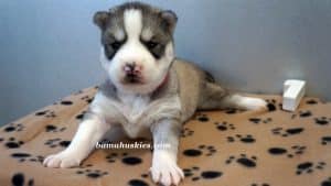 grey and white husky puppy for sale