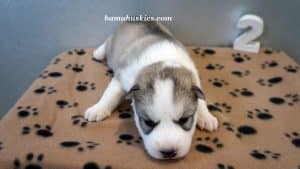 grey and white husky puppy for sale