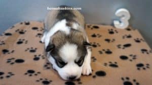 grey and white husky puppy for sale