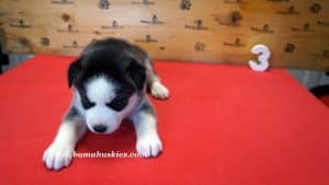 black and white husky puppy for sale
